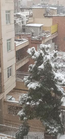 پیشول یه گربه عادی (7)