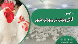 استرس، قاتل پنهان در پرورش طیور