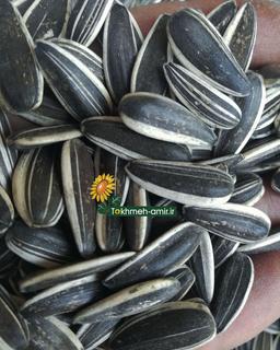 قیمت تخمه دورسفید