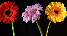 ژربرا میدونید کدوم گله ؟شاید زیاد خریدی ولی اسمش رو نمیدونی!