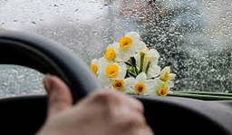 همه گل نرگس دوست دارن (میخرن)شما چطور؟