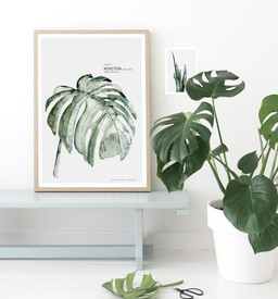 گیاه برگ انجیری زیبا و دوست داشتنی مناسب برای خانه های کم نور