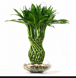 گل آباد و تحلیل گل بامبو