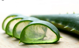 گیاه آلوئه ورا یا داروخانه گیاهی