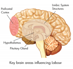 مغز ما چه شکلیه و چه اجزایی داره؟