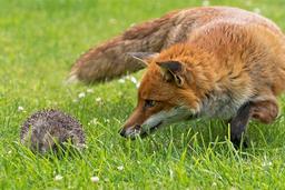 روباه تا خارپشت، از خوب به عالی!