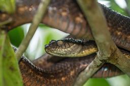 در کنار مار کبری، و درسی برای سبک زندگی