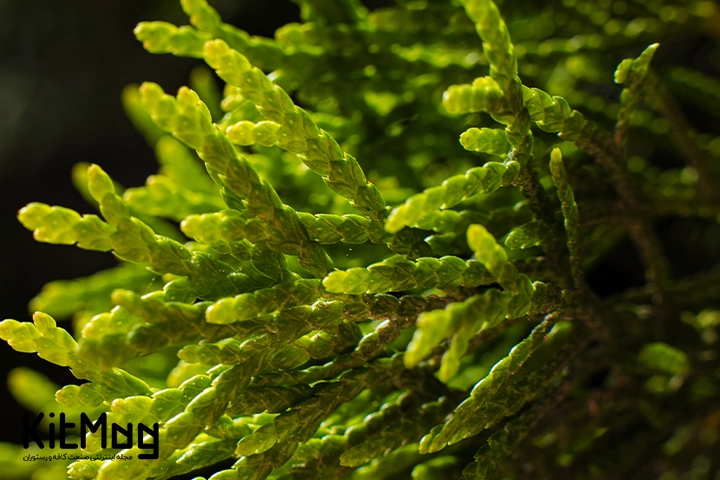 اسپیرولینا_کیت مگ_4