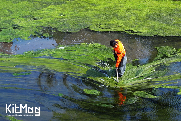 اسپیرولینا_کیت مگ_7