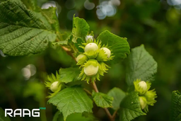 همه چیز در مورد فندق