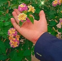 ازصدای سخن عشق مگر خوشتر هست؟!