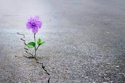 ضرب المثل امید