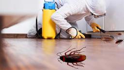 معضلی به نام سوسک