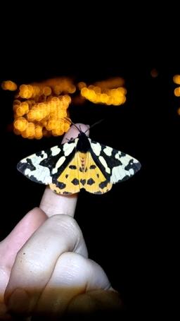 تراپی نه ممنونو کوفت!اما برات یه جلسه مجانیشو آوردم بیا بگیرش