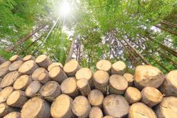 معرفی انواع چوب و کاربرد هرکدام