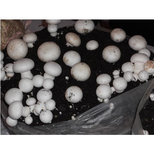 فارم پرورش قارچ دکمه ای