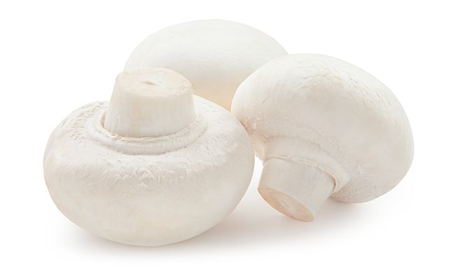 طرح توجیهی قارچ خوراکی دکمه ای
