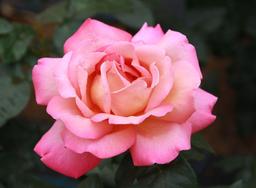 سرآغاز با غزلی از سعدی