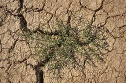 شاید داستانک