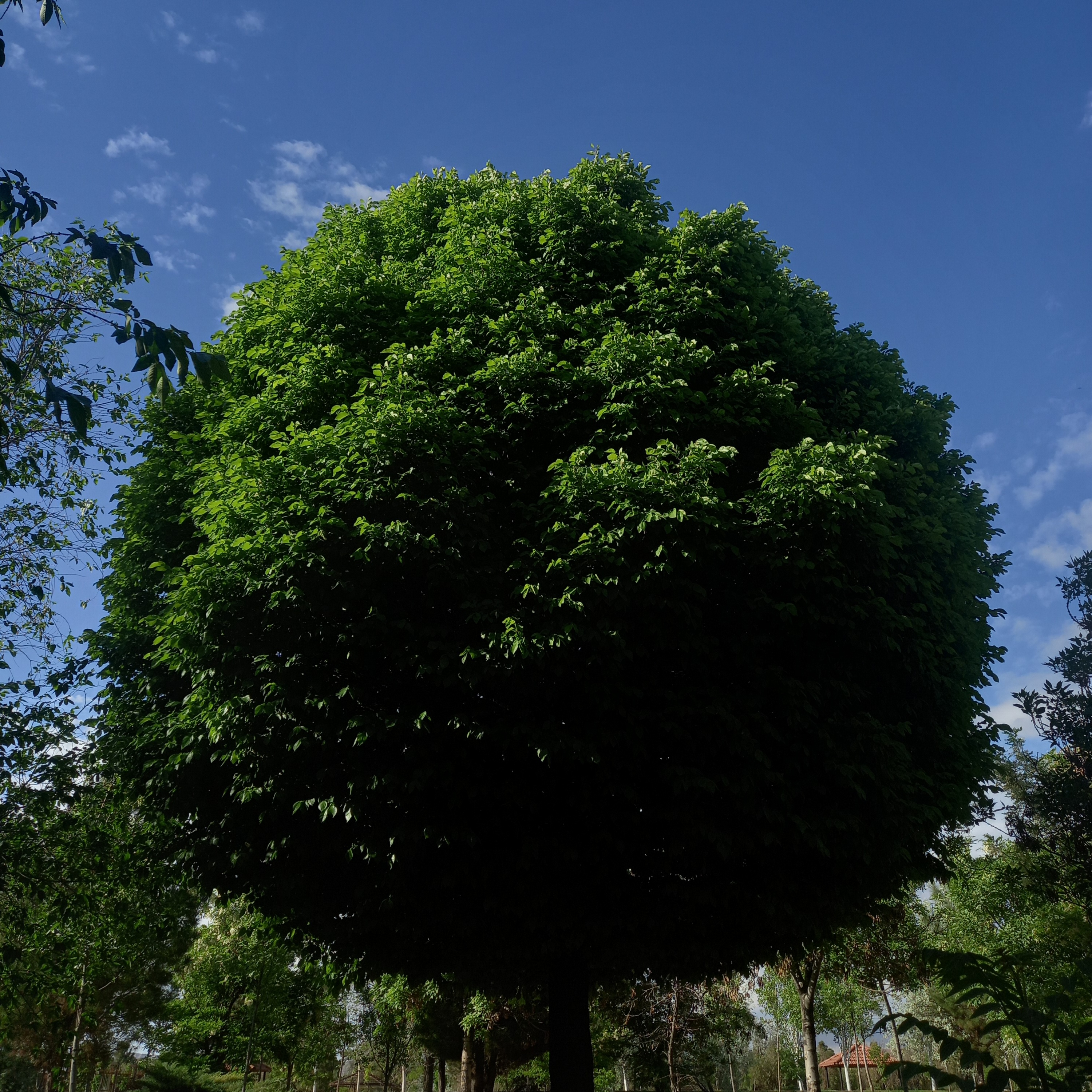 خیلی گرد و بامزه نیست ؟