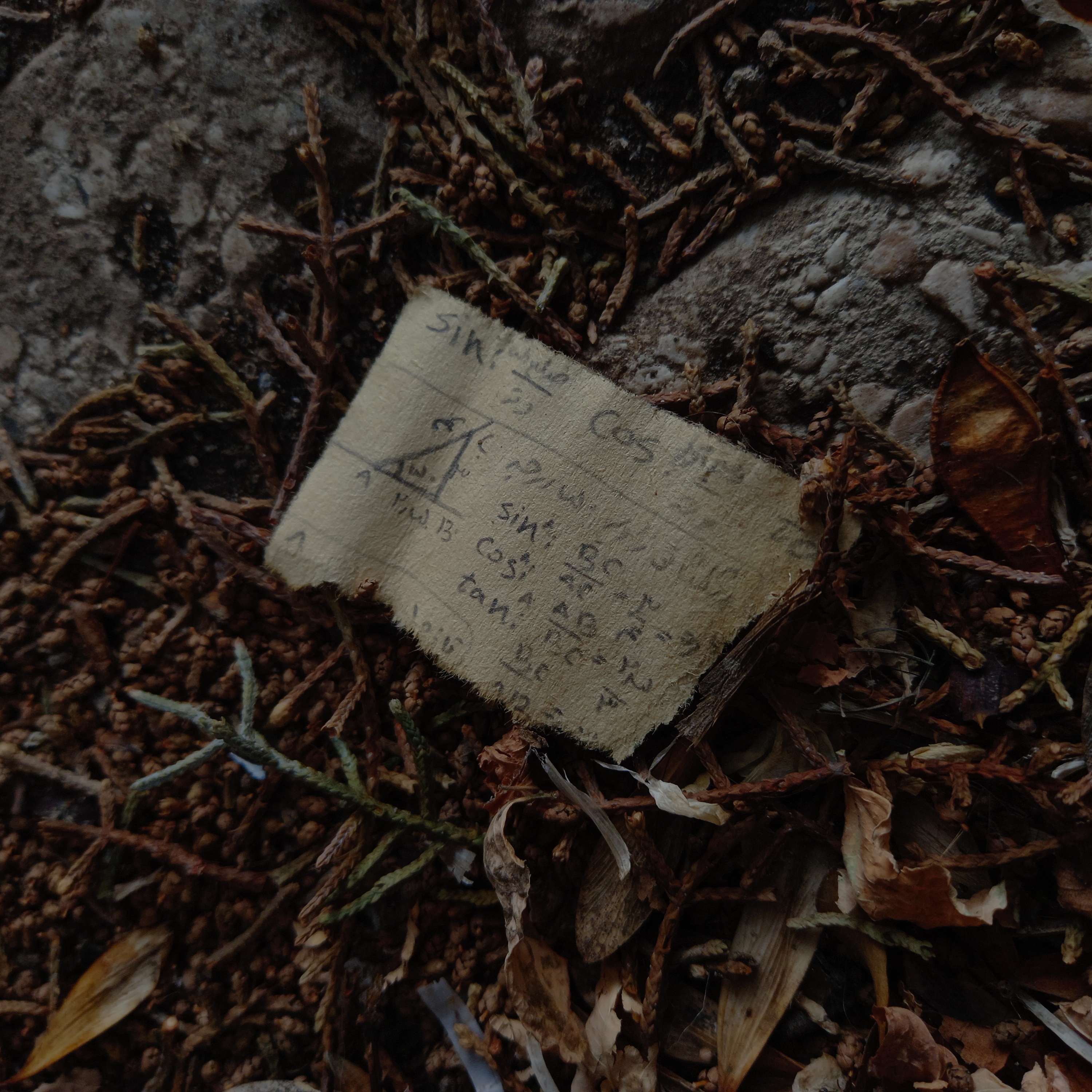 تقلب یکی از بچه هارو گوشه حیاط پیدا کردم