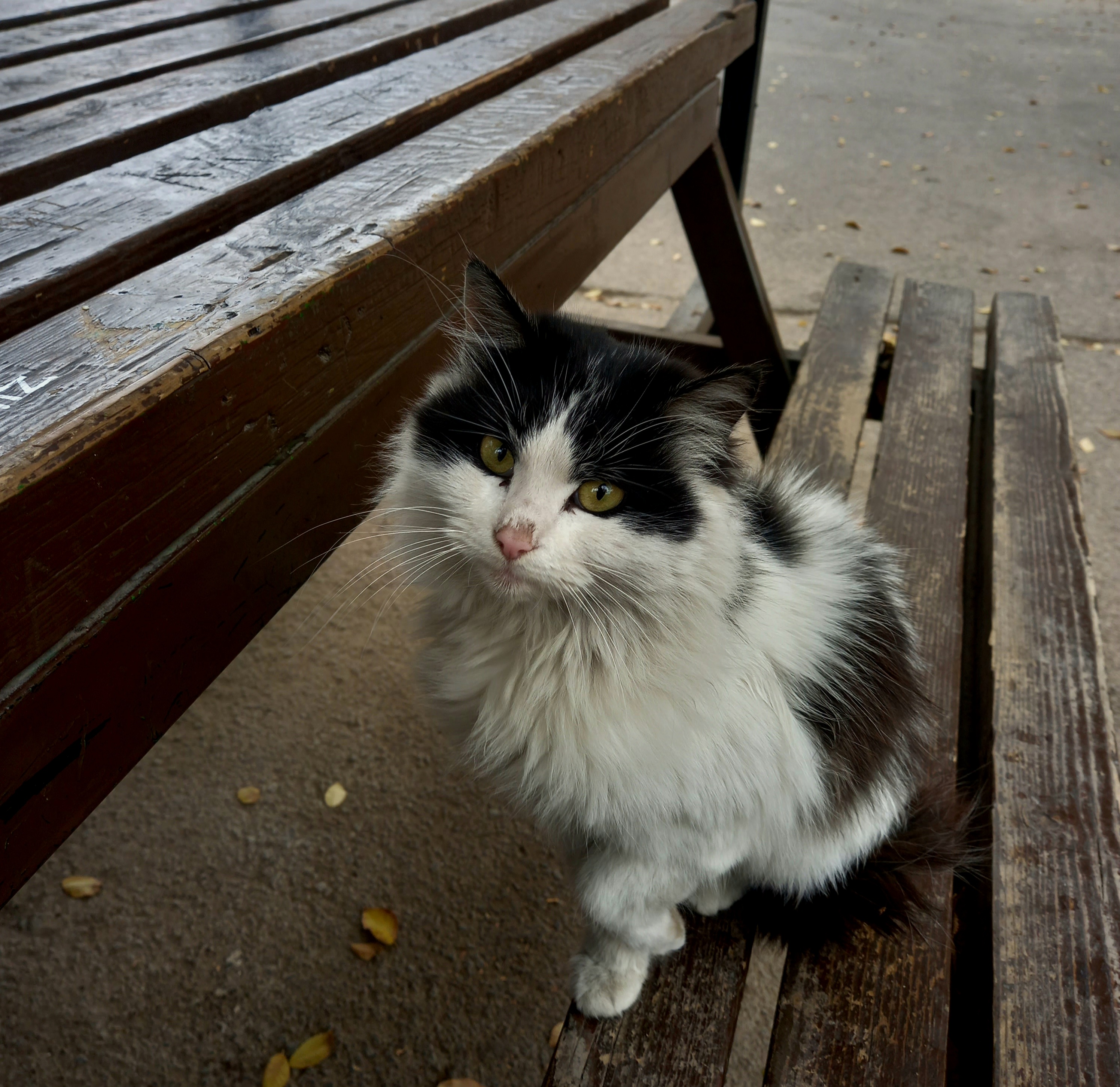 داشتیم کارای ژوژمان رو انجام میدادیم که اومد نشست پیشمون