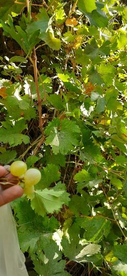 ParsFlavor company by using advanced technologies in the production process, provides professional packaging and shipping the best conditions for shopping.