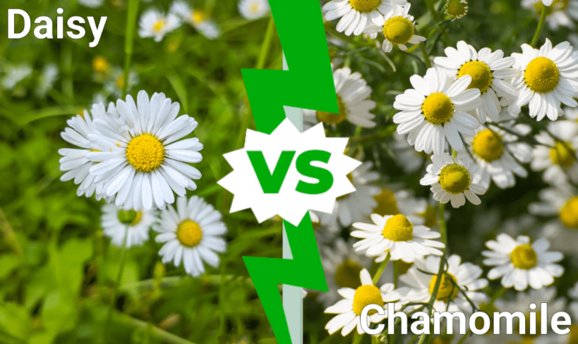 مقایسه گل مینا و گل بابونه