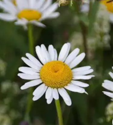 گل مینا (چشم گاوی)