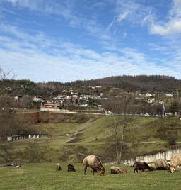 گیاه‌خواری بدون آشپزی