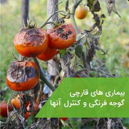 بیماری های قارچی گوجه فرنگی و کنترل آنها