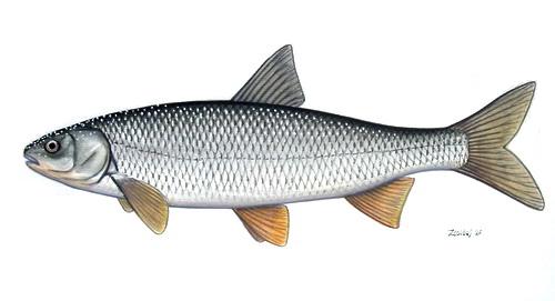 ماهی سفید رودخانه ای