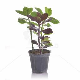 معرفی گیاه افوربیا سینادنیوم