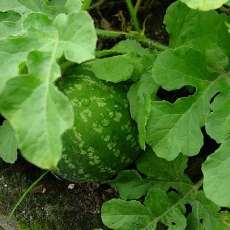 اگه فردا نبودم! (حنظل)با اینا یاد من باش