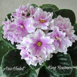 بنفشه آفریقایی