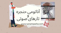 آناتومی حنجره و تارهای صوتی