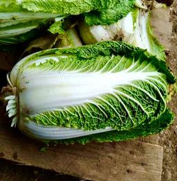 کاهو چینی برای چشم+کاهو چینی صادراتی