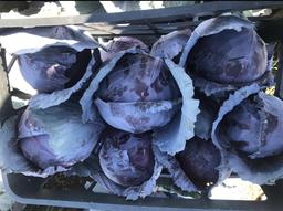 صادرات کلم قرمز+ عرضه کلم قرمز صادراتی با نازلترین قیمت