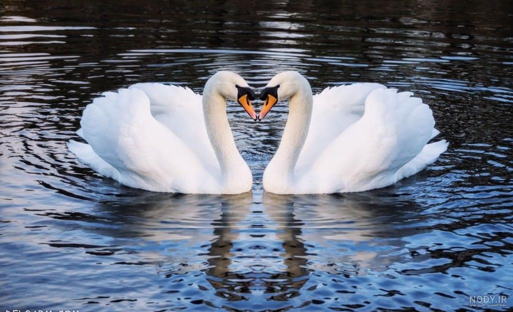 تاب آوری جنسی و سلامت زناشویی همسران