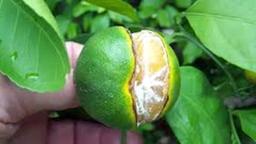 علت ترکیدگی میوه مرکبات