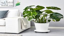 آشنایی با گیاه برگ انجیری