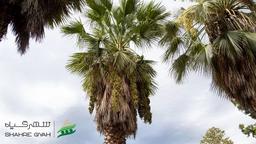 نحوه رشد و نگهداری از درختان خرما