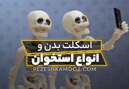 اسکلت بدن و انواع استخوان