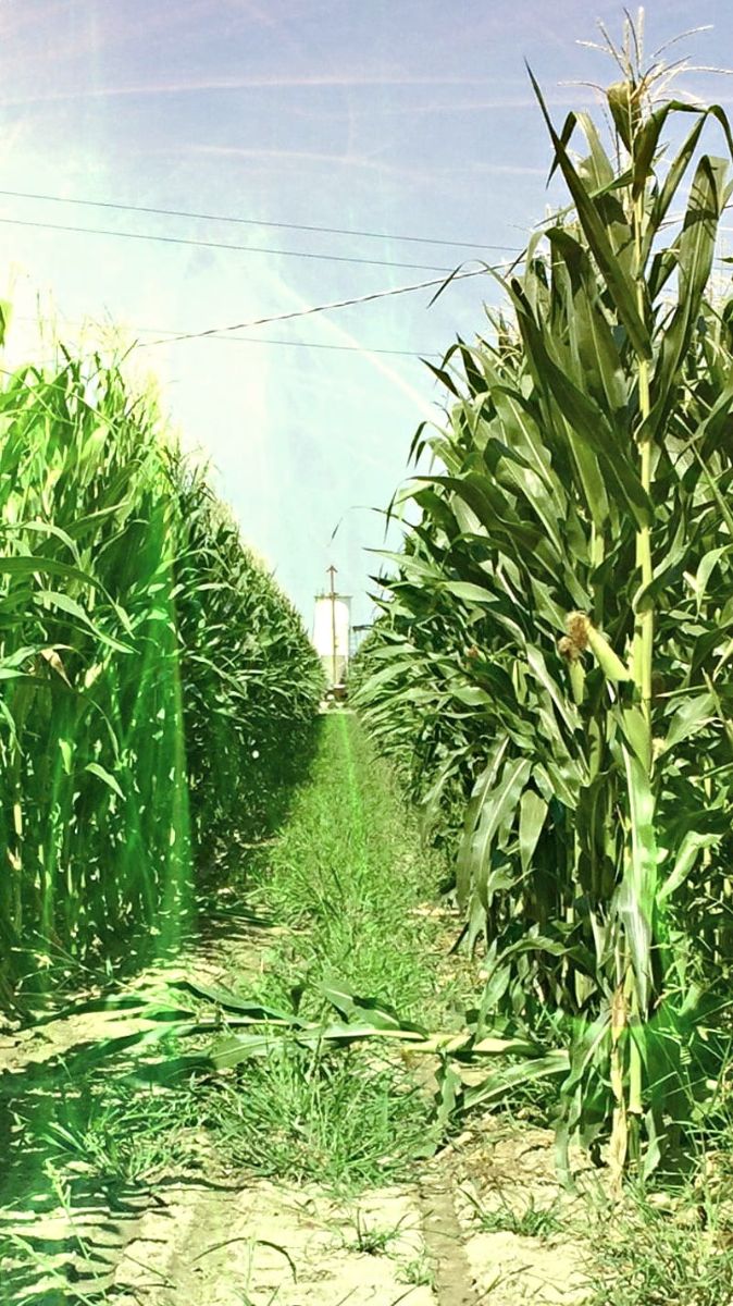 جایی در پس کهکشان راه شیری ، مزرعه دور افتاده ذرت ها 