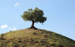 بلوط نماد تاب‌آوری در طبیعت و فرهنگ ایران