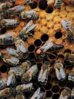 نژادها زنبور عسل