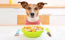 آیا می شود از غذای خانگی برای سگ استفاده کنیم؟