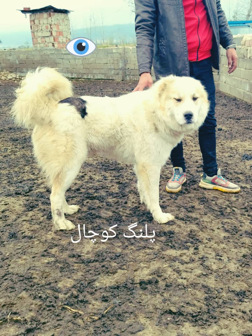 سگ سنگسری|سگ سنگسر| سگ مازندرانی|سگ مازنی|سگ باستانی سنگسر|سگ سنگسری اصیل|سگ اصیل سنگسر|سگ اصیل سنگسری| سگ نژاد سنگسری|سگ خالص سنگسری|سگ خلوص بالا سنگسری|سگ  سنگسر  سنگسری|سگ سنگسر| سگ مازندرانی|سگ مازنی|سگ باستانی سنگسر|سگ سنگسری اصیل|سگ اصیل سنگسر|سگ اصیل سنگسری| سگ نژاد سنگسری|سگ خالص سنگسری|سگ خلوص بالا سنگسری|سگ  سنگسر