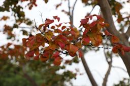 شاید باورتان نشود-ایمان