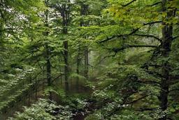 پارک ملی خشکه داران ،جاذبه ای خیره کننده در عباس آباد